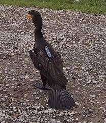 カワウにＧＰＳロガーをつけた姿（出典：日本バイオロギング研究会会報）