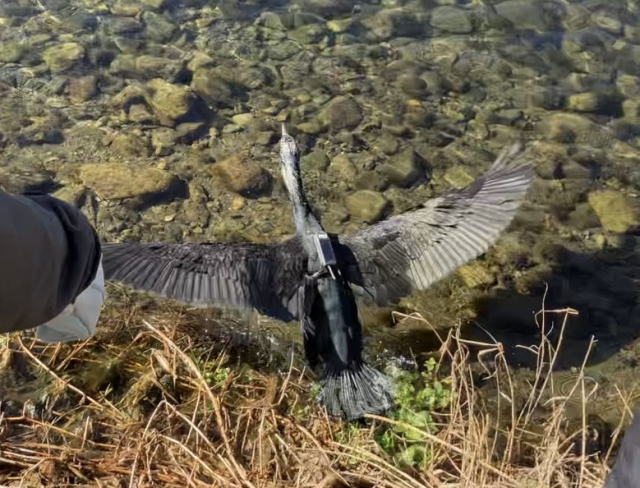 作成した日本製カワウGPSロガーの装着開始！